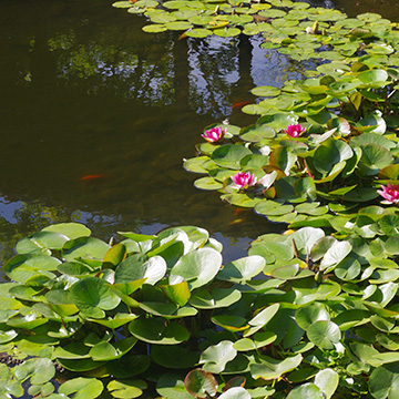 Pond with Lillies